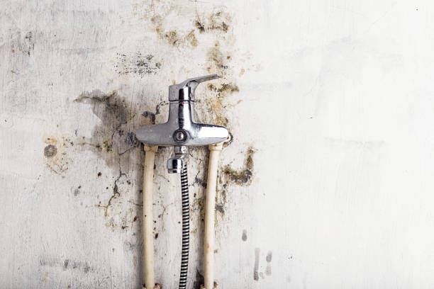 Best White Mold Remediation in Mariposa, CA