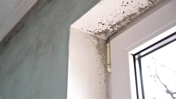 Best Residential Mold Remediation in Mariposa, CA