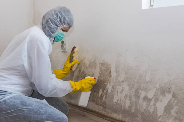 Best Residential Mold Remediation in Mariposa, CA