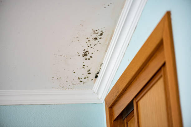 Trusted Mariposa, CA Mold Remediation Experts