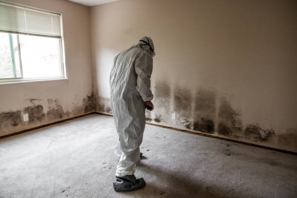 Best White Mold Remediation in Mariposa, CA