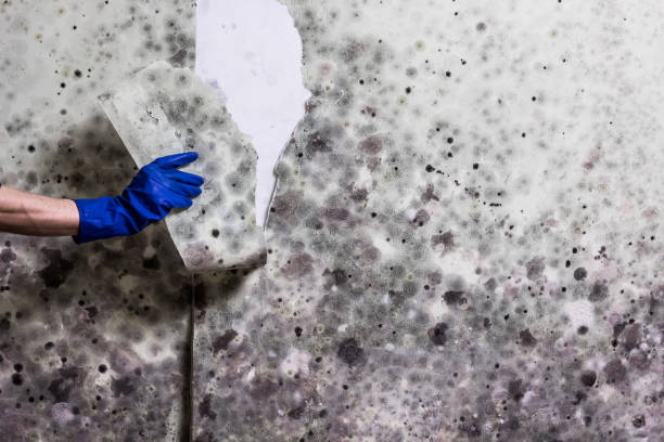 Best DIY Mold Remediation Support Services in Mariposa, CA